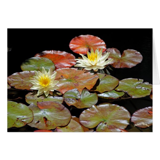 WASSERLILIEN II (Vorderseite (Horizontal))