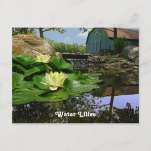 Wasserlilien im Teich Postkarte
