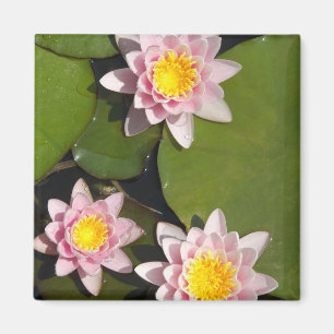 Wasserlilien Magnet
