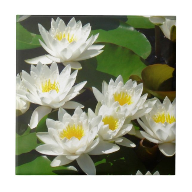 Wasserlilien und Blätter Fliese (Vorderseite)