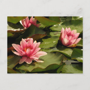 Wasserlilienkarte Postkarte