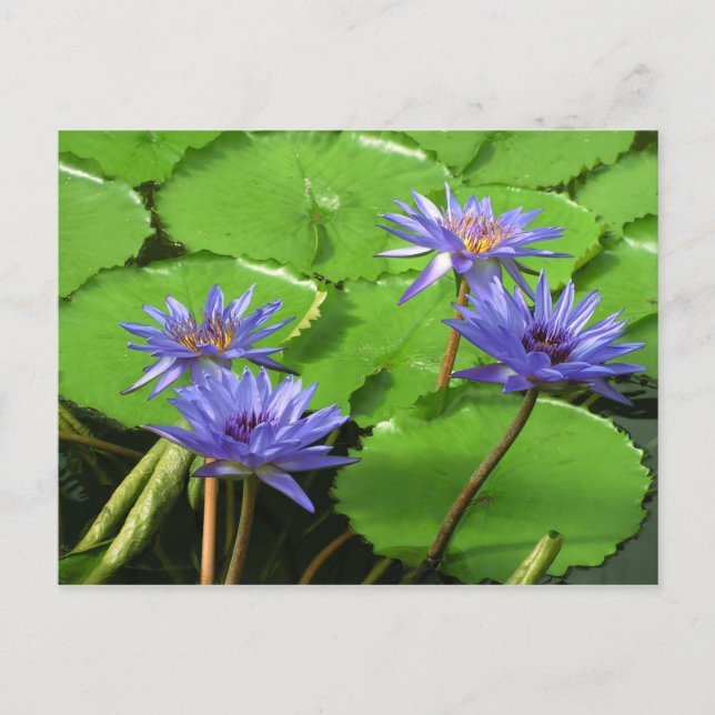 Wasserlilienkarte Postkarte (Vorderseite)