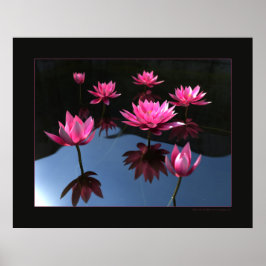 Wasserliliken Poster