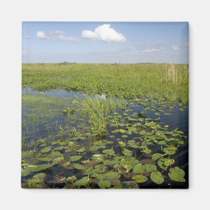 Wasserliliken und Sägegras in Florida immerglades Magnet