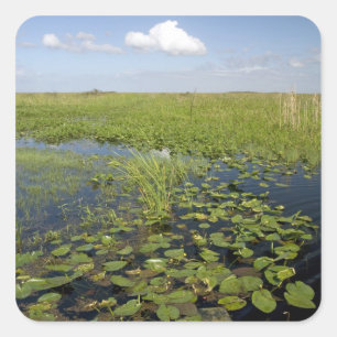 Wasserliliken und Sägegras in Florida immerglades Quadratischer Aufkleber