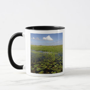 Wasserliliken und Sägerichte in Florida Everglade Tasse