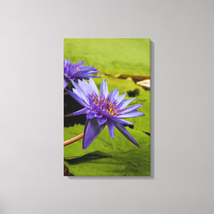 Wasserlililie gepackte Canvas Leinwanddruck