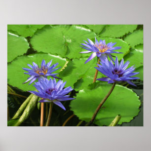 Wasserlililie Poster