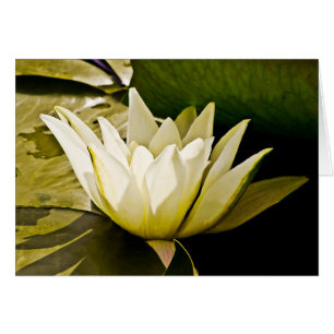 Wasserlillienkarte
