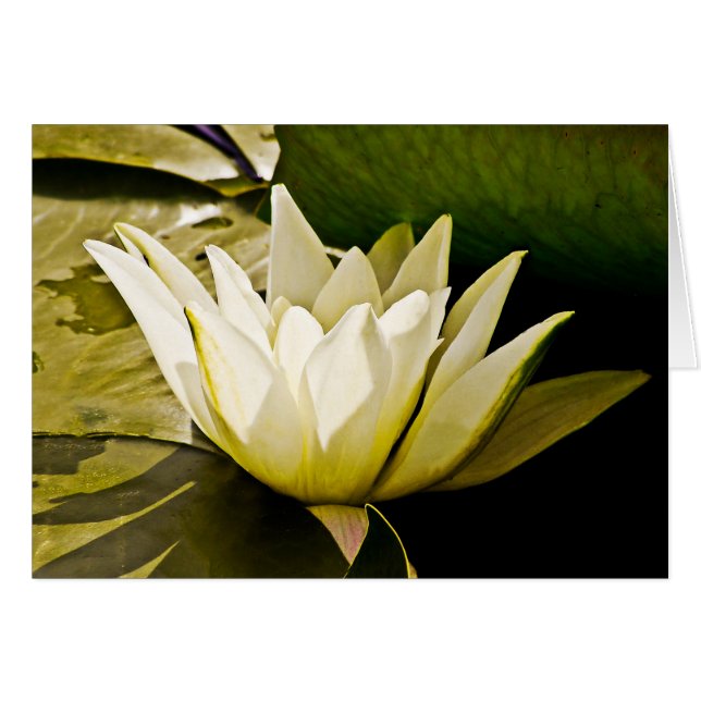 Wasserlillienkarte (Vorderseite (Horizontal))