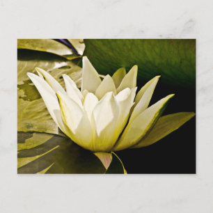 Wasserlillienkarte Postkarte