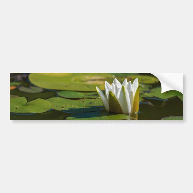 Wasserlily Blossom Autoaufkleber (Vorne)