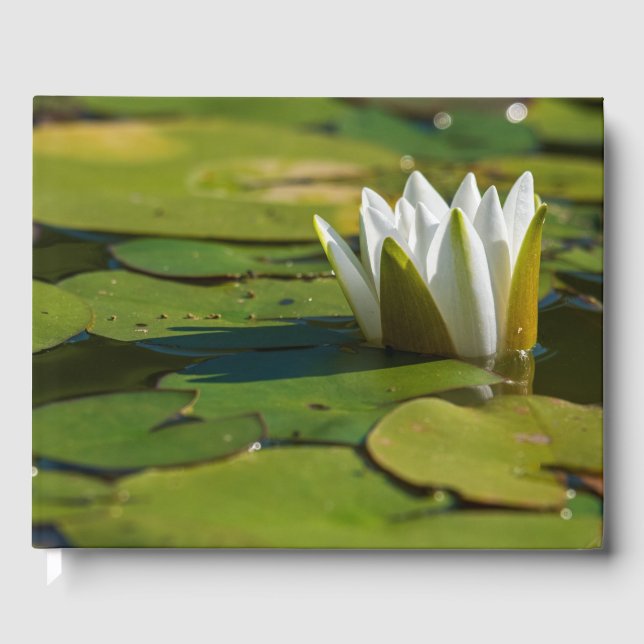 Wasserlily Blossom Gästebuch (Vorderseite)
