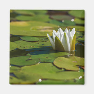Wasserlily Blossom Magnet