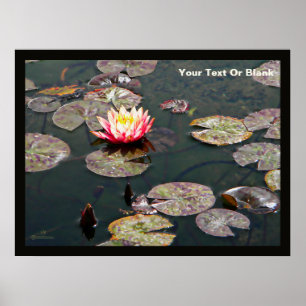 Wasserlily Blossom Poster