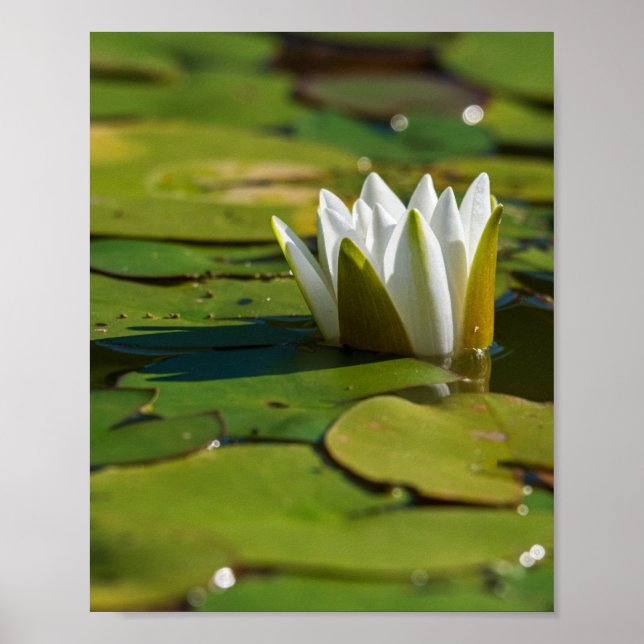 Wasserlily Blossom Poster (Vorne)
