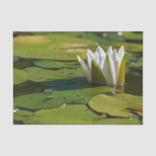 Wasserlily Blossom Seidenpapier