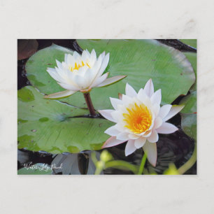 Wasserlily-Teich [Postkarte] Postkarte