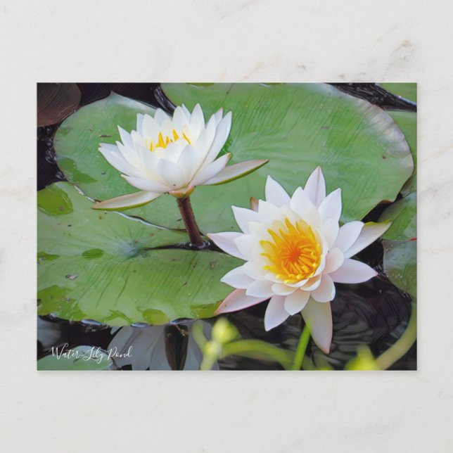 Wasserlily-Teich [Postkarte] Postkarte (Vorderseite)