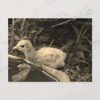 Wasserloch - postkarte