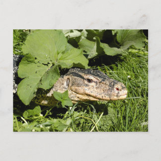 Wassermeldeeidechse Postkarte