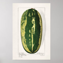 Wassermelon (Citrullus Lanatus) Fruchtbespannung Poster