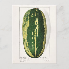 Wassermelon (Citrullus Lanatus) Fruchtbespannung Postkarte