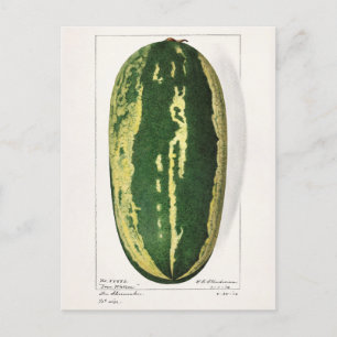 Wassermelone (Citrullus Lanatus) Fruchtmalerei Postkarte