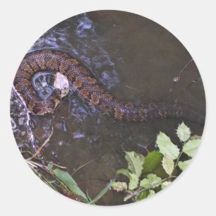 Wassermoccasin, Cottonmouth, Agkistrodon piscivoru Runder Aufkleber