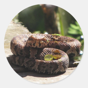 Wassermoccasin / Schlangenaufkleber aus Cottonmout Runder Aufkleber