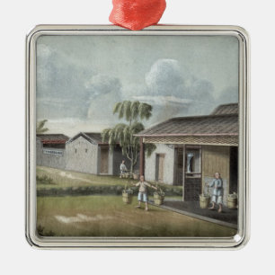 Wässerntee-Pflanzen (w/c auf Papier) Silbernes Ornament