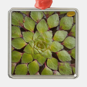 Wasserpflanzen Rupununi, Guyana. Silbernes Ornament