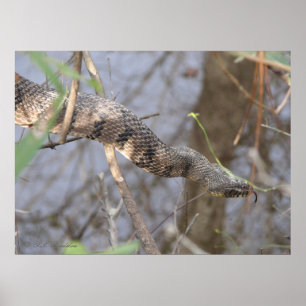 Wasserschlange Poster