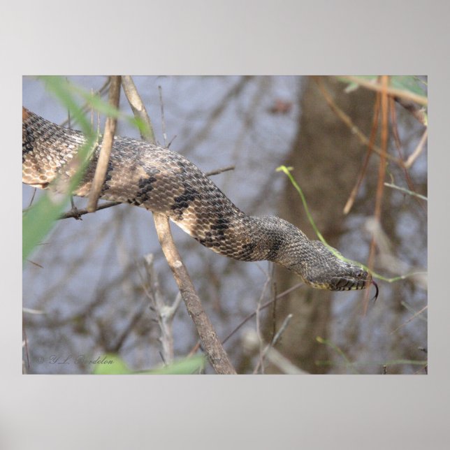 Wasserschlange Poster (Vorne)