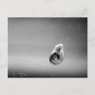 WasserSchnecke in weichem Gran Postkarte