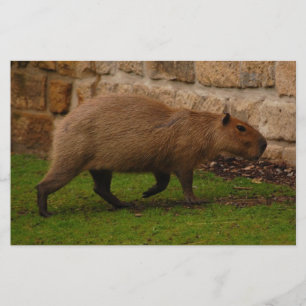 Wasserschwein Briefpapier