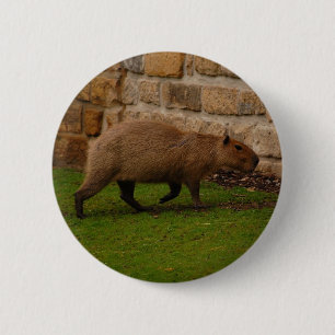 Wasserschwein Button