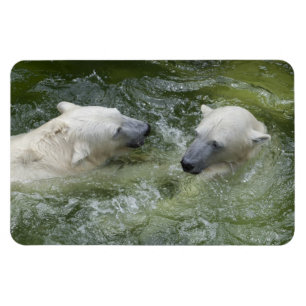Wasserspass Eisbären Magnet
