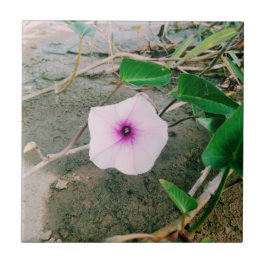 Wasserspinat-Blume im Damm Fliese