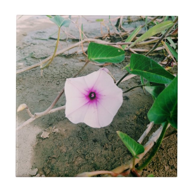 Wasserspinat-Blume im Damm Fliese (Vorderseite)