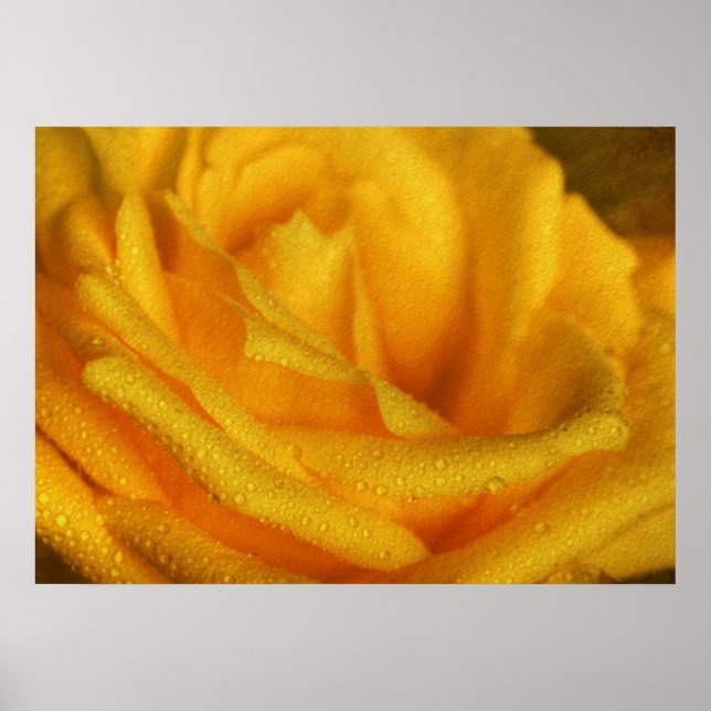 Wassertropfen an der eleganten Gelben Rose Poster (Vorne)
