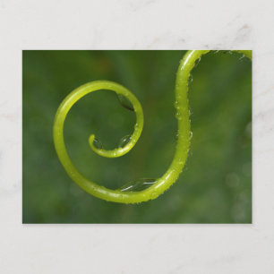 Wassertropfen an einer Rebe Postkarte