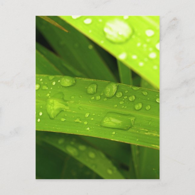 Wassertropfen auf Blätter Postkarte (Vorderseite)