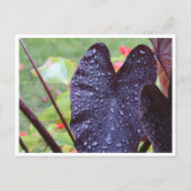 Wassertropfen auf dunkler Blatt-Botanik-Postkarte