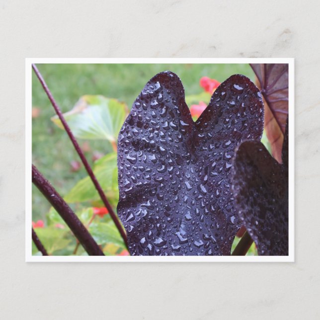 Wassertropfen auf dunkler Blatt-Botanik-Postkarte Postkarte (Vorderseite)