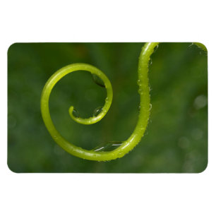 Wassertropfen auf einem Wein Magnet
