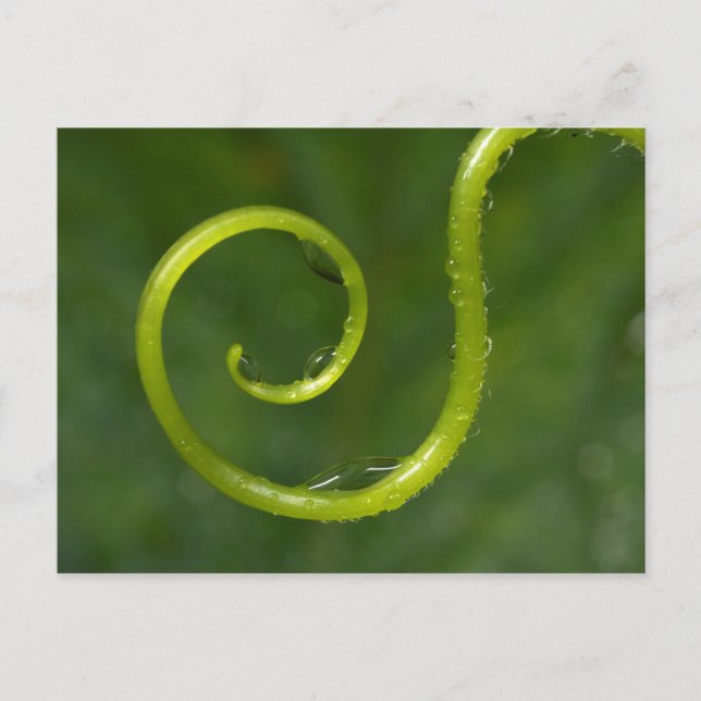 Wassertropfen auf einem Wein Postkarte (Vorderseite)