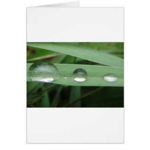 Wassertropfen auf Grashalde