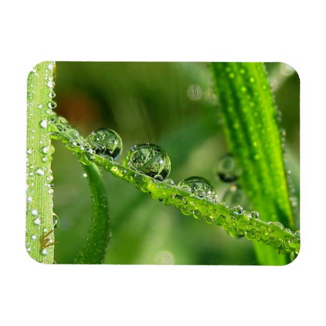 Wassertropfen auf grünem Gras Üppig, Friedlich, Na Magnet (Horizontal)