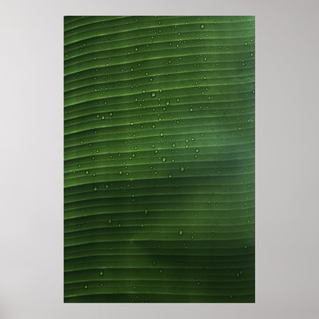 Wassertropfen auf grünem Laub Poster (Vorne)